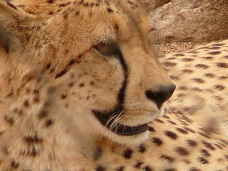 cheeta.jpg