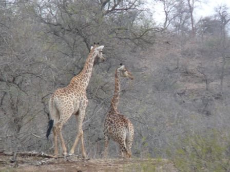 giraffes.jpg
