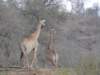 giraffes_small.jpg