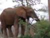 olifant_small.jpg