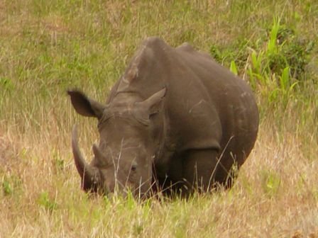 rhinoooooo.jpg
