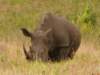 rhinoooooo_small.jpg