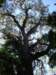thebigtree_small.jpg